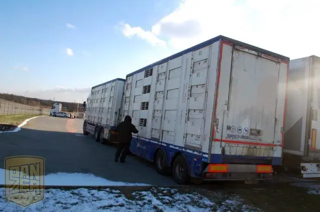 Автопоезд-скотовоз DAF XF 105, 2012г, вместимость 132м3, общая г/п 31т. - фото