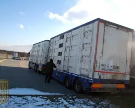 Скотовоз DAF XF 105.460, 2012 год | 1